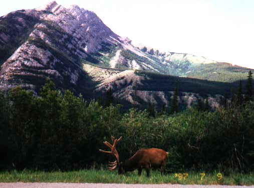 deer