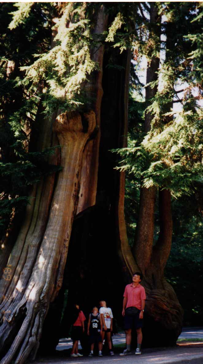 Stanley Park